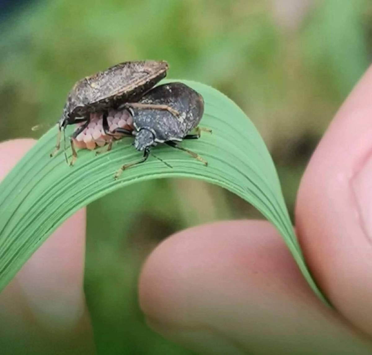 Rice black bug sighted in Negros but DA says situation under control ...
