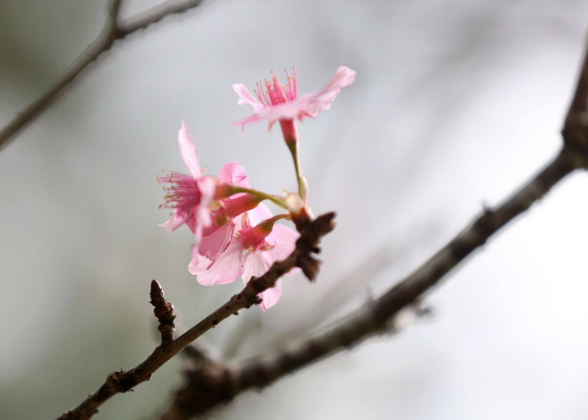 CHERRY BLOSSOMS IN BAGUIO | The Manila Times
