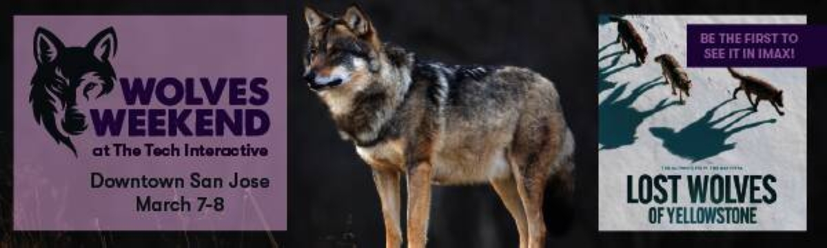 Wolves Weekend at The Tech Interactive Brings Giant Wolves to IMAX, 500 ...