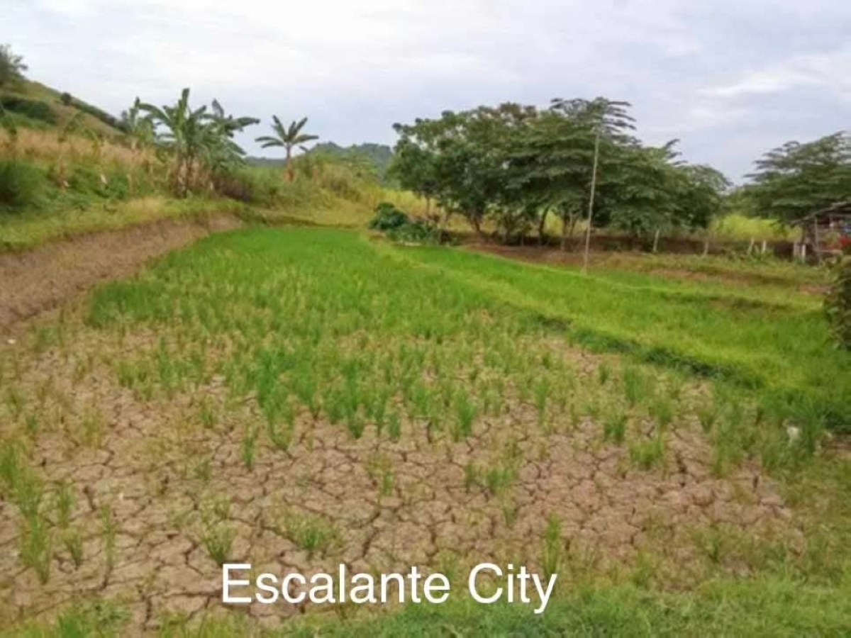 Negros Island agri loss from El Niño hits P40M