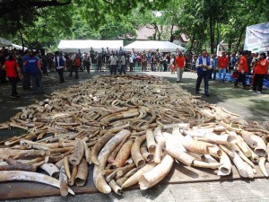 Five tons of elephant tasks at PAWB grounds 