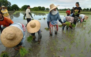 Filipino farmers