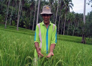 A farmer in Bacacay town of Albay shows sun-ripened palay on his farm to be harvested before the typhoon seasons come. This farmer raises various crops in his farmland food as his own way of supporting the government's goal for food security. Photo By Rhaydz Barcia