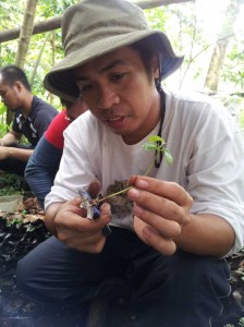 Forester Raz Ripalda trimming the root of a wildling collected