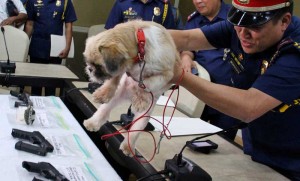 A policeman on Tuesday presents a Shih Tzu and several firearms seized from five men who stopped lawyer Julito Doria along Broadway Avenue in Quezon City and forced him to bring them to his house where they robbed him. The armed men also snatched Doria’s dog, which was recovered by policemen who chased the robbers. Photo By Mike De Juan 