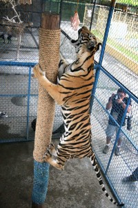 Eden, a seven-month-old Bengali tiger, climbs a post to reach her meal during noon feeding at the Davao Crocodile Park in Pasay City on Saturday. Photo by Edwin Muli