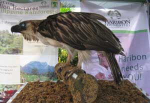 Laila on display at the Haribon-PAWB booth during the foundation day fair