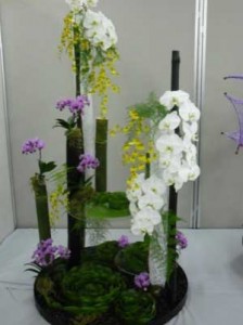  Orchid Showpiece 
