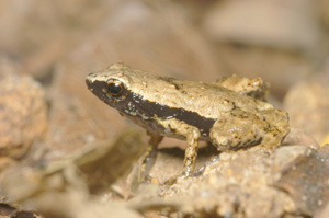 FROGS20130904