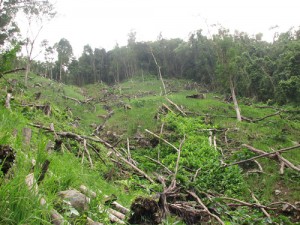 Kaingin or slash-and-burn is a common practice among communities who convert forests lands for agricultural purposes
