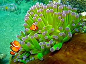 PHOTO BY MIKA E OF REEFDIVE.BLOGSPOT.COM 