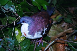 Bleeding-heart pigeon PHOTO COURTESY OF SHERRY P. RAMAYLA