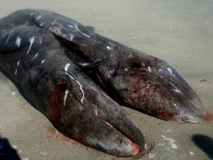 MEXICO-NATURE-CONJOINED-WHALE