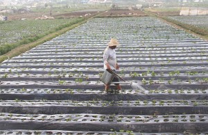 As the temperature in the highland communities of Benguet dips to as low as 9 degrees Celsius, farmers like this one in La Trinidad are on the lookout for frost, which could destroy their crops. PHOTO BY MIKE DE JUAN