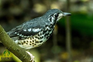The Ashy Thrush, known to low-flying fowl, can only be seen in the Philippines.  PhotoS courtesy of Kdon Galay
