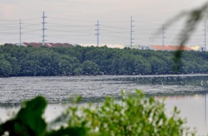 Mangrove Mudflats of the Freedom Island. PHOTO COURTESY OF Kahlil Panopio.