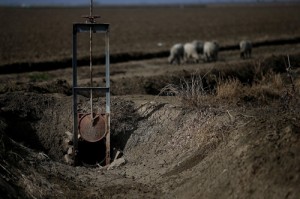 Sheep graze near a dried irrigation channel on Tuesday in Firebaugh, California. Droughts, heatwaves, floods and rising seas are among the threats that will intensify through global warming. AFP PHOTO 