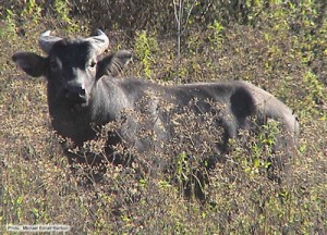 The Tamaraw is also found in Mt. Siburan. PHOTO COURTESY OF MIKE EDRIAL