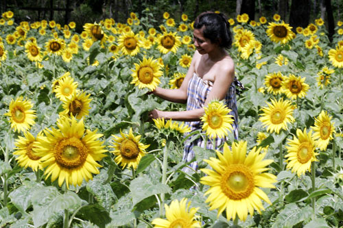 A woman is surrounded by sunflowers at a plantation in Ligao City, Albay. The sunflower plantation at the foot of Mayon Volcano has become a tourist attraction.Photo by Rene H. Dilan 