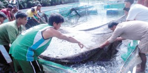 Fish farms in Cagayan Valley are threatened by rising temperatures brought by summer. CONTRIBUTED PHOTo