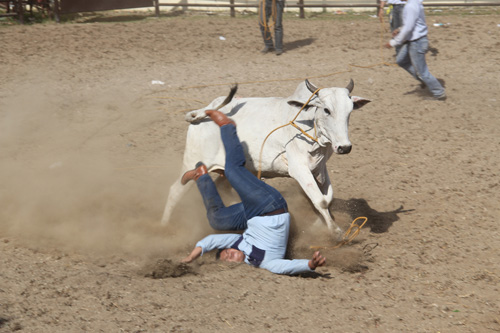 Roping a bull can be a painful experience, as this cowhand found out. A cattle drive is one of the highlights of Masbate City’s annual rodeo festival which ends tomorrow. PHOTO BY RHAYDZ BARCIA 