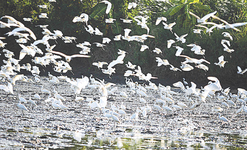 A flock of egrets fly over a pond in Minalin, Pampanga on Saturday, International Migratory Bird Day. Every year, thousands of migratory birds swarm Minalin and Candaba towns, delighting bird watchers.  Photo by Mike de Juan 