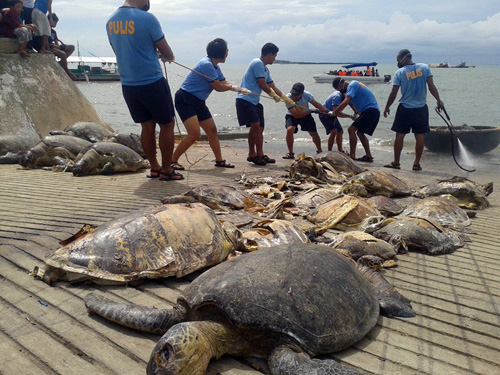 Policemen unload some of the sea turtles from a Chinese vessel off Half Moon shoal in Palawan. AFP PHOTO 