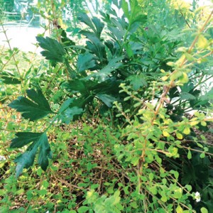  Parsley and oregano growing together 