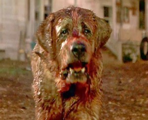 LIGHTS, CAMERA…RABIES! In the 1983 movie “Cujo” based on the book by horror writer Stephen King, a small American town is terrorized by a friendly St. Bernard that gets rabies.