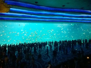 n Just like under the sea. This aquarium and viewing window at Chimelong Ocean Kingdom are the largest in the world as cited by the Guinness Book of World Record