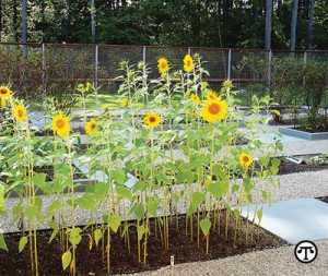 Photo credit: Stephen Stimson Associates Outdoor kitchens and food gardens are growing in popularity in the American landscape.