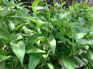 Kangkong or water spinach