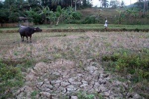 Photo shows a ricefield in Barangay Cabasan, Bacacay town. Residents on Cagraray Island, an eco-tourist site in Albay province, are suffering from water shortage due to dry spell triggered by erratic climate. PHOTO BY RHAYDZ B. BARCIA