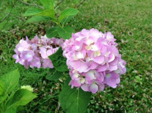 Gardening is a meditative act that engages all of your senses