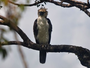 With less than 250 pairs left, the Philippine Eagle is on the threshold of extinction PHOTO COURTESY OF KAHLIL PANOPIO