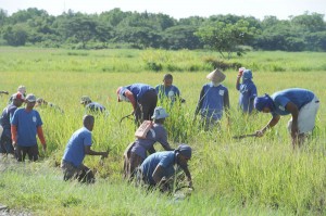 Inmates from the medium security compound work on a rice field at Iwahig prison in Puerto Princesa, Palawan. Iwahig is one of the world’s largest open prisons and one of the country’s oldest correctional institutions. AFP PHOTO