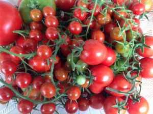 A bountiful tomato harvest