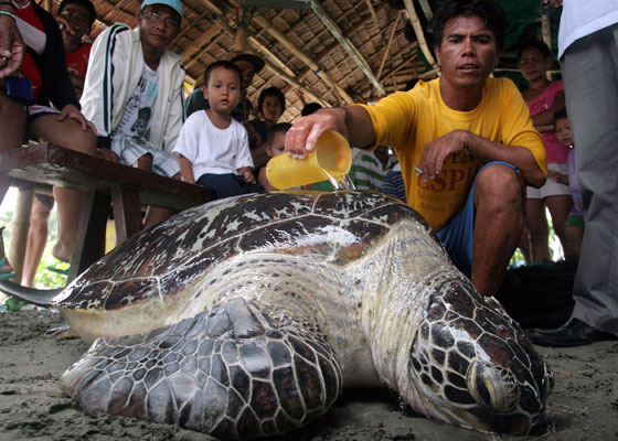 A resident pours sea water on a giant green sea turtle which got tangled in a fishing net off a village in Lingayen, Pangasinan on Monday. The sea turtle was turned over to environment personnel and later released back to the sea after it was tagged. AFP PHOTO 