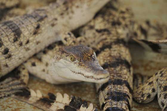 A photo taken on June 5, 2014 shows several weeks-old freshwater crocodiles inside a tank after being artificially hatched by incubators from eggs at a crocodile farm in Puerto Princesa, Palawan. Scientists say these breed of crocodiles are among the rarest in the world. AFP PHOTO