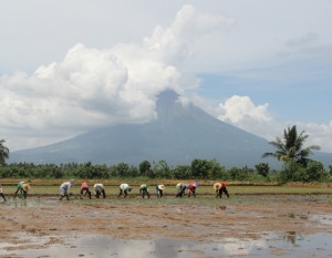 Although Mayon volcano could possibly unleash its most powerful eruption in 100 years, farmers in Albay still find time to plant rice hoping that the worst would not happen. PHOTO BY RHAYDZ B. BARCIA