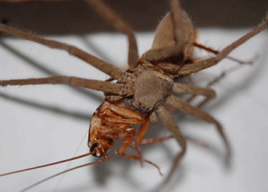 A big brown spider grabbing a bite to eat PHOTO BY THE AUTHOR