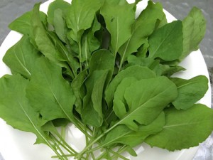 ‘Baby’ arugula leaves are often used as part of a mesclun salad mix PHOTOS BY THE AUTHOR