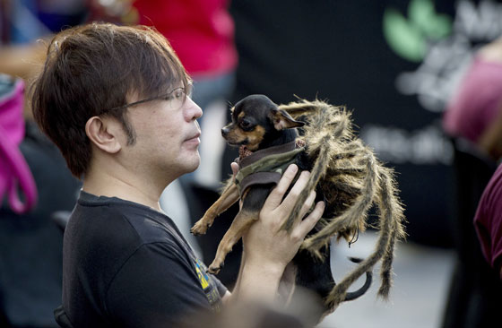  A man holds his dog dressed in a spider costume during the cats and dogs halloween costume competition in manila on saturday. the annual halloween event aims to raise funds to help animal rights group, Philippine Animal welfare society’s (PAws). AFP PHOTO