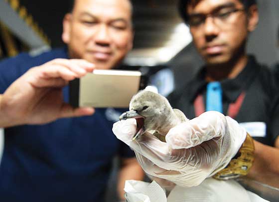 Francis Low (l), Executive Vice-President of the Manila Ocean Park, takes a photo of the newly-hatched baby penguin in manila on november 14, 2014. the baby penguin was laid on october 2, and is the second to be successfully hatched in captivity at the park. AFP PHoto 