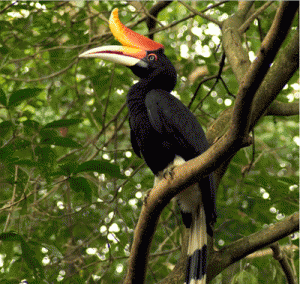 A Rhinoceros Hornbill (buceros rhinoceros) perched in the distance PHOTO FROM HORNBILLS.ORG