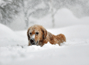 A Golden retriever, makes her way through five feet of snow from a driveway on Friday in the suburb of Lakeview, Buffalo, New York. AFP PHOTO