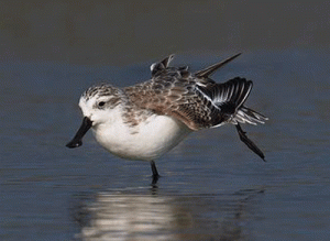 Also migratory, the Spoonbilled sandpiper has a distinctive spoon-shaped bill. PHOTO FROM WWW.ARKIVE.ORG