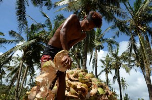 A farmer prepares coconuts to be made of copra at a coconut farm just next to the seashore in Hernani town, Eastern Samar. AFP photo 