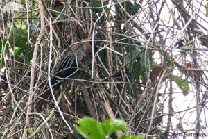 Black-hooded coucal