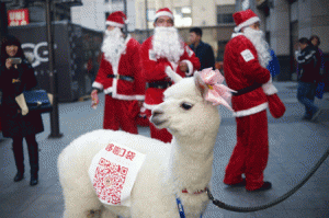 CHRISTMAS IN CHINA  An alpaca is used during a sales promotion in Beijing on Thursday. Christmas—once banned in China —has exploded in the atheist nation in recent years, with marketers using everything from saxophones and smurfs to steam trains to get shoppers to open their wallets. AFP PHOTO
